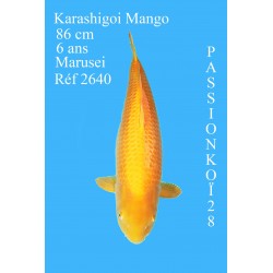 KARASHIGOI MANGO