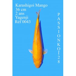 KARASHIGOI MANGO