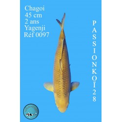 CHAGOI