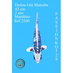 DOITSU GIN MATSUBA