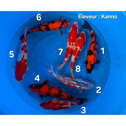 HI UTSURI GOSHIKI  SHUSUI