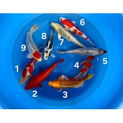 KUJAKU BENIGOI GOSHIKI