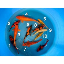 AKA MATSUBA HI UTSURI