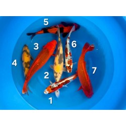 BENI KIKOKURYU KI UTSURI