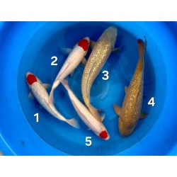 TANCHO GINRIN CHAGOI