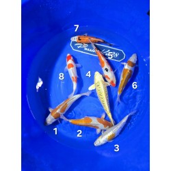 YELLOW DRAGON  DOITSU OCHIBA