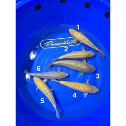 CHAGOI GINRIN  KARASHIGOI...