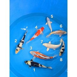 SHUSUI  SHIRO UTSURI GOROMO