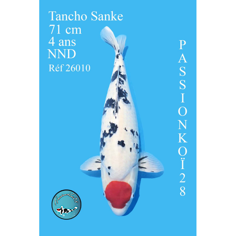 TANCHO SANKE