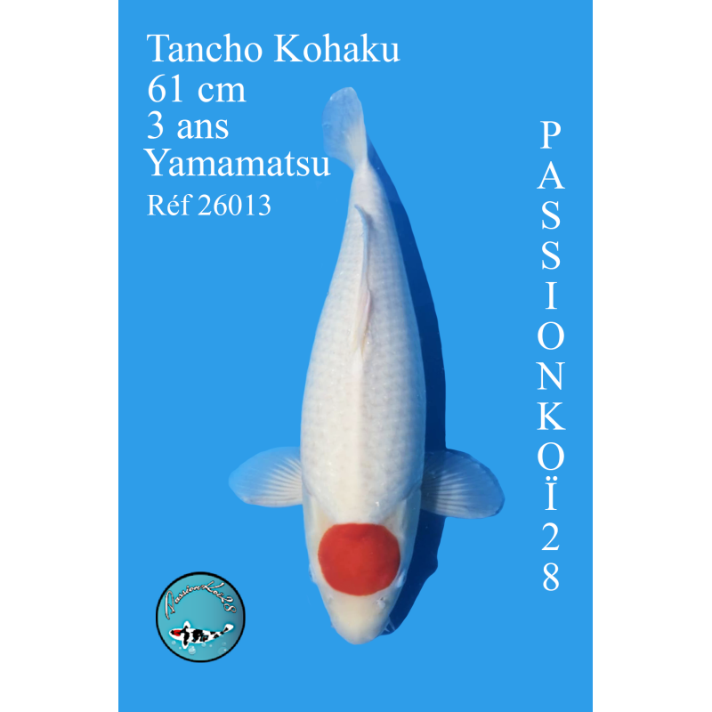 TANCHO KOHAKU