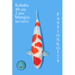 KOHAKU