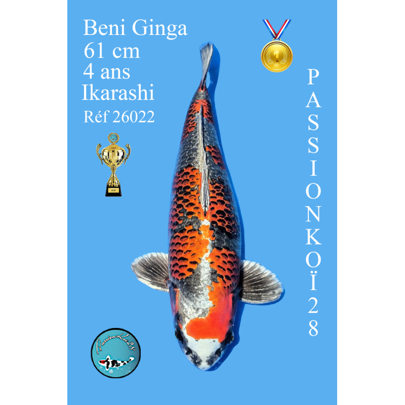 BENI GINGA