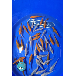 AKA MASTSUBA     ASAGI