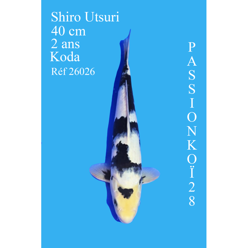 SHIRO UTSURI