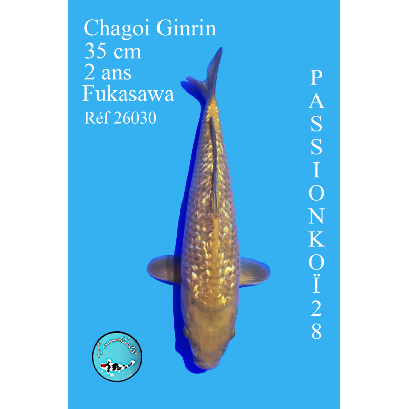 CHAGOI GINRIN