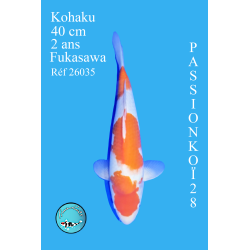 KOHAKU