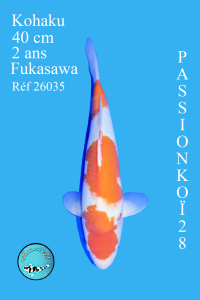 KOHAKU