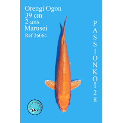ORENGI OGON