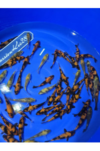 HI UTSURI      KI UTSURI