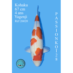 KOHAKU