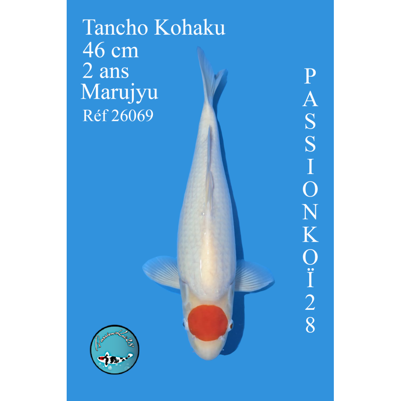 TANCHO KOHAKU  VENDU