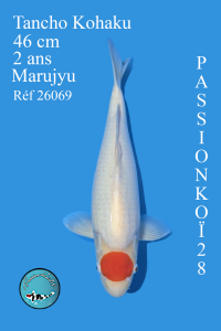 TANCHO KOHAKU  VENDU