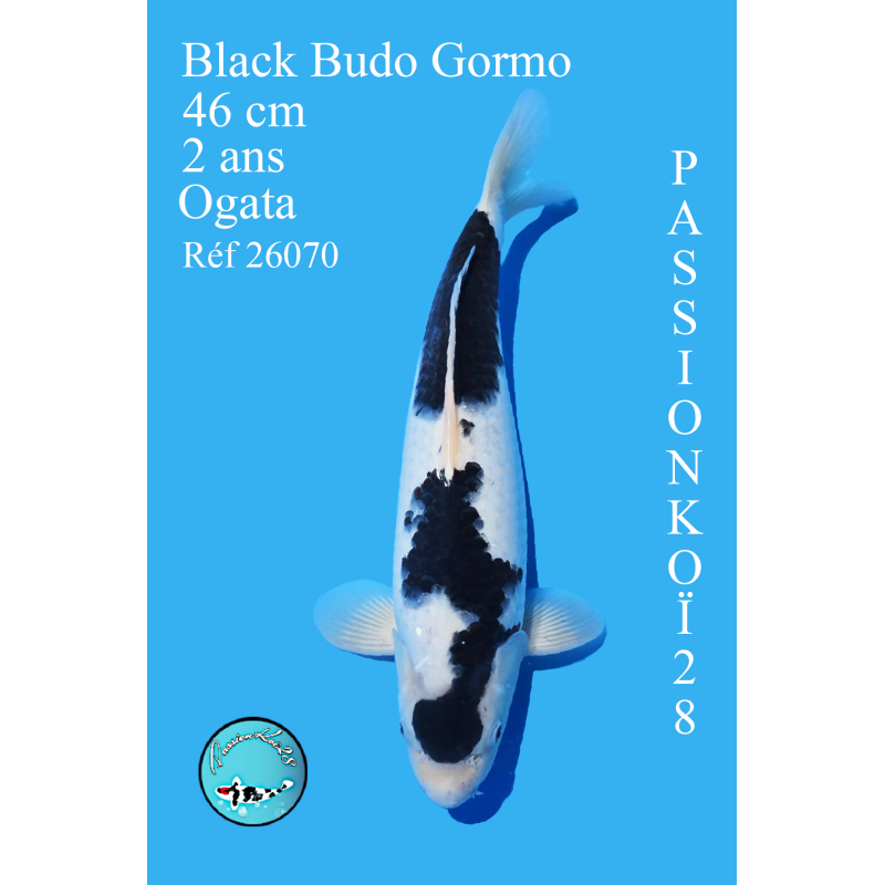 BLACK BUDO GOROMO