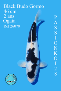 BLACK BUDO GOROMO