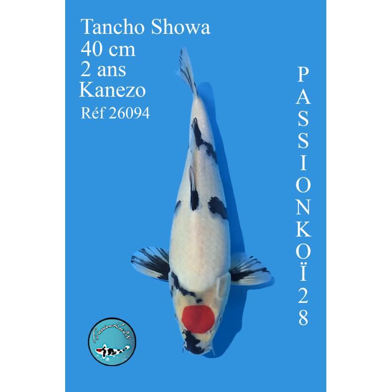 TANCHO SHOWA