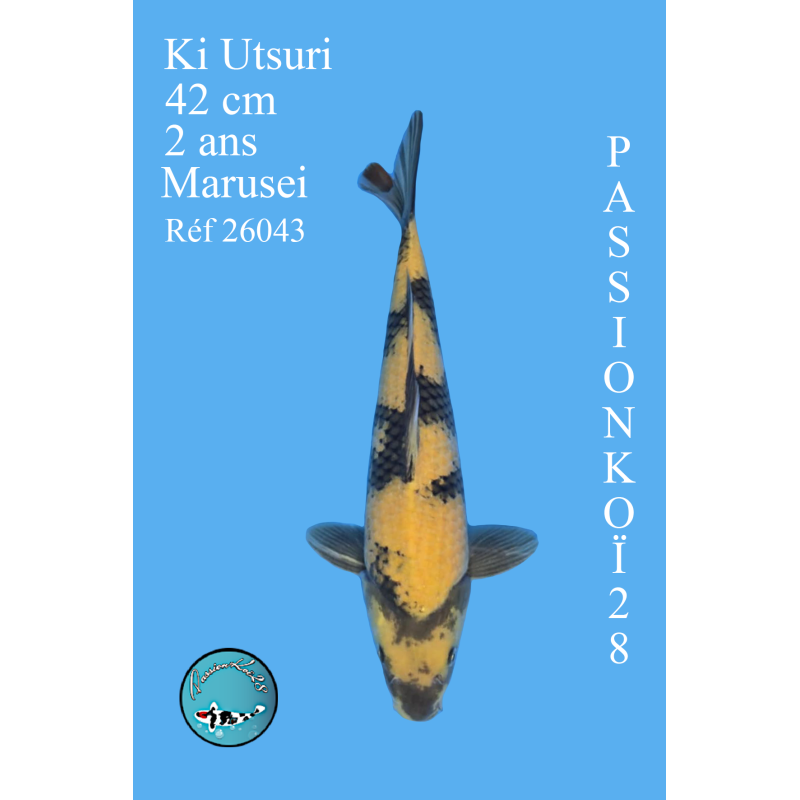 KI UTSURI