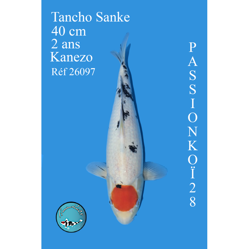TANCHO SANKE