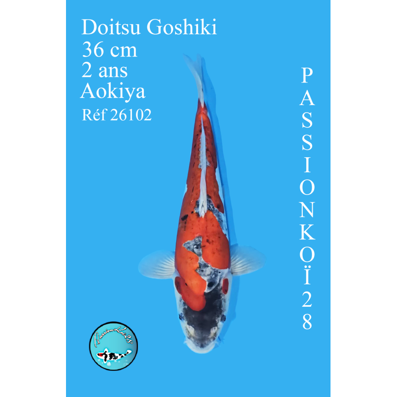 DOITSU GOSHIKI