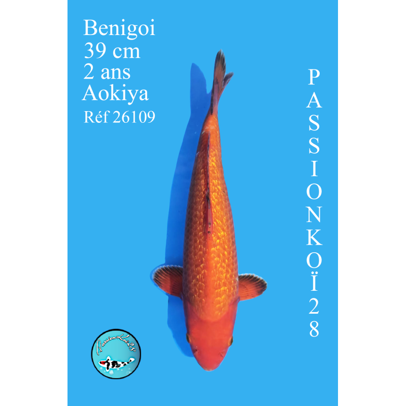BENIGOI